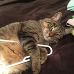 peterbeach - @petercat_caitlin - Instagram