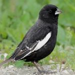 The Peter Beck Bird Watching Club - @regis_bird_watching_ - Instagram