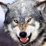 Peter Bernstein - @bernsteinpeter53 - Instagram