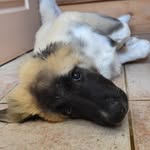 Peter Puppy - @peterbestdog - Instagram