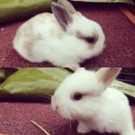 Bobby Bibby & Peter - @bibby.bobby.peter_bunnies - Instagram