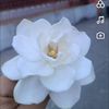 good.news - @peter.bible.stories - TikTok