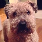 Peter Biondi - @pbiondi856 - Instagram