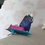 𝒫𝑒𝓉𝑒𝓇 𝓀𝒾𝓃𝑔💙 - @peterbird__ - Instagram