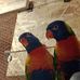 Peter Bird Man - Facebook
