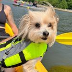 Peter Bishop - @petey.theshamandog - Instagram