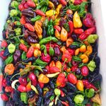 CHILLI BOY - @peter.bittner3 - Instagram