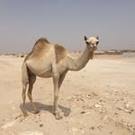 Peter Blackmore - @blackmore.peter - Instagram