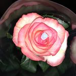 Peter Blossom - @peter_blossom - Instagram