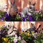 Peter Rabbit and Blossom - @peterrabbit_and_blossom - Instagram