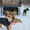 bode peters - @bode.peters - TikTok