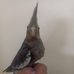 Pets Birds - Facebook