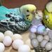 Pets Birds - Facebook