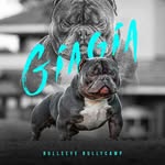 Peter Boss - @bullseyebullycamp - Instagram