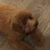 Peter_boss - @peter_theboss_12 - TikTok