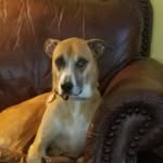 Peter Bouchard - @petebouchard67 - Instagram