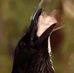 Peter Boyd - Facebook