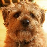 Peter Brody - @petpalpics - Instagram
