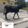 Peter Brownell - @peterbrownell_8546 - TikTok