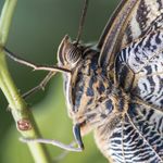 Peter Bryden - @macro_garden_photography - Instagram