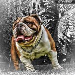 Peter Gonzalez - @peterbuilt_kennels - Instagram