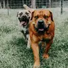 Peterbuilt_boerboel - @peterbuilt_boerboel - TikTok
