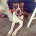 Peter Burley - @punkreggaetracker - Instagram