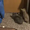Peter Burzyński, PhD - @poetrycats - TikTok