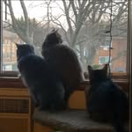 Peter Burzyński, PhD with Czesław, Wisława, and Tadeusz! - @poetry__cats - Instagram