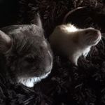 Zwartenduitseherder - @peter_busschots - Instagram
