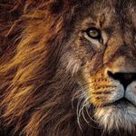 Peter Calandra - @petercalandra6 - Instagram