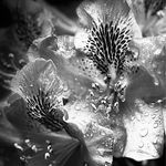Peter Calkins - @petercalkins7925 - Instagram