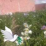 Pedro Canaviri - Facebook