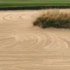 Petercarlo - @igrowgrass - TikTok