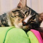 @peter_castelli - Instagram
