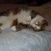Peter Castelli - Facebook