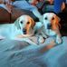Peter Cava - Facebook
