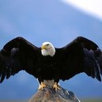 peter cephas - @peter_cephas_ - Instagram