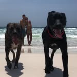 Peter and Chester - @peetsyandchesty - Instagram