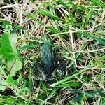 peter chester - @peterchester95 - Instagram