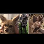 Peter•Toby•Chester - @pete.tobs.chez - Instagram