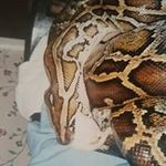 Peter Chestnut - @chestnut.p - Instagram