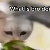 peter - @peter_chestnut - TikTok