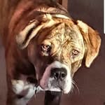 Pete Chiasson - @little_miss_maggoo - Instagram