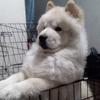 Peter Choa897 - @peterchoa897 - TikTok