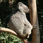 Peter Chow - @chow1230 - Instagram