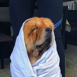 Peter Chow Chow Fortunato - @peter.chowchow.fortunato - Instagram