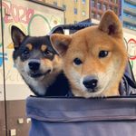 Peter +Team Peanuts - @peterchow5566 - Instagram