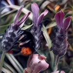 Peter Cicero - @my_take_on_nature - Instagram