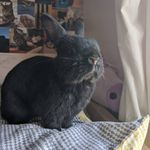 🌟 Peter & Clover 🌟 - @rabbit.tales - Instagram